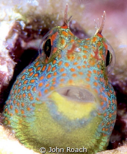 Tessellated Blenny
Hypsoblennius invemar 
Bonaire
Up c... by John Roach 